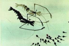 蝌蚪网国产,蝌蚪网引领绿色科技新潮流